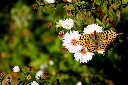 Schmetterling, Fritillary, Edelfalter, Natur, Ende des Sommers, in der Nähe