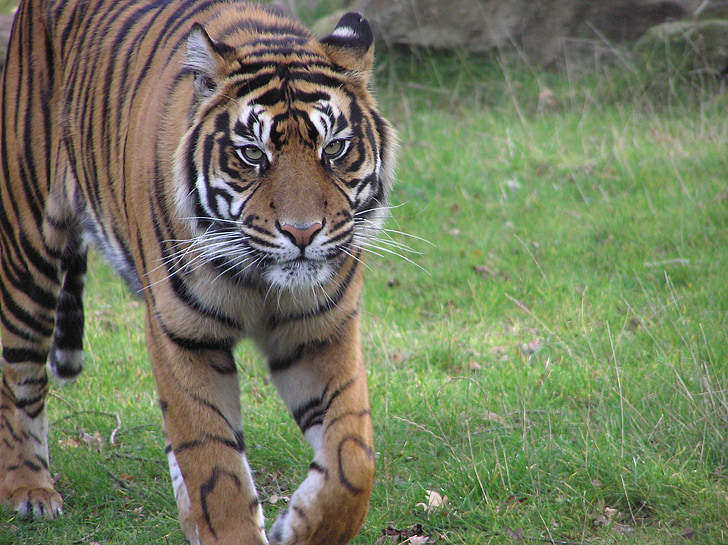 Tiger, živalski vrt, Predator