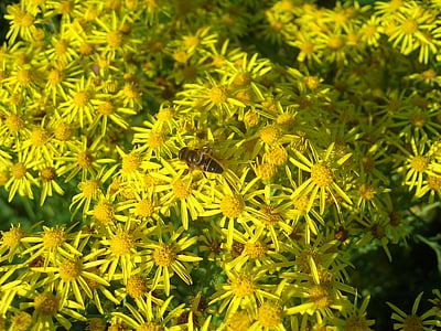 Syrphidae, fleur, nature, insecte, jaune, abeille, macro