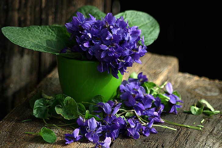 violet, still life, spring flowers, 1, flower, purple, freshness