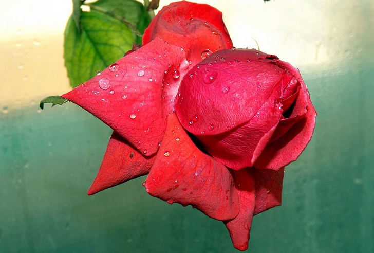 Rose, rdeča, Rosi, cvet, cvetnih listov, kapljice, vode