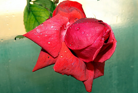rose, red, dew, flower, petals, drops, water