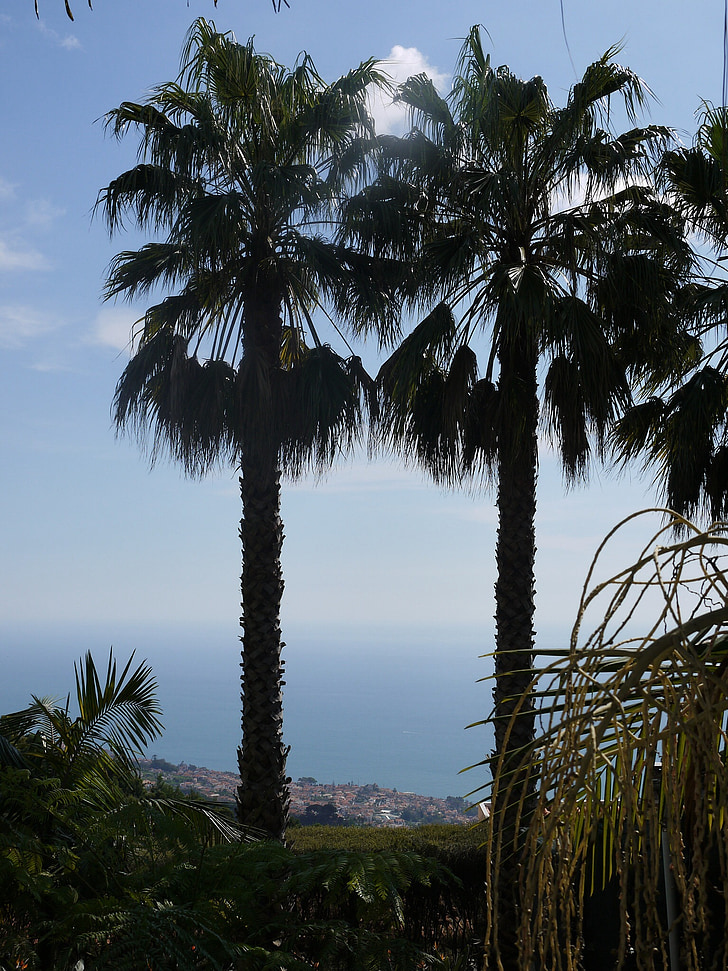 Madeira, árboles de Palma, mar, Isla de la flor, Horizon, cielo