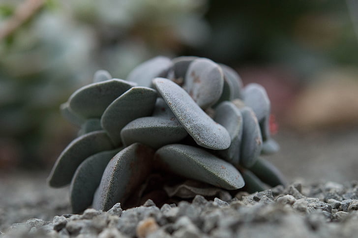 kaktus, šedá, kámen, Jardin des plantes, Příroda, detail