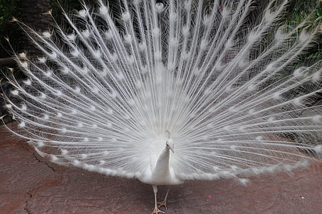 peacock, white, special colour, bird, feather, nature, animal
