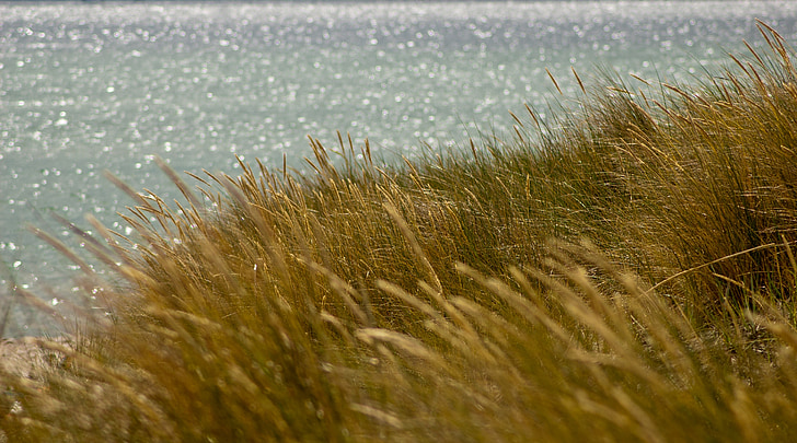 sea, baltic sea, coast, grass, atmospheric