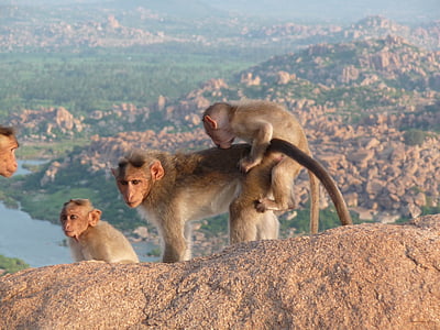 Indija, opica, živali, divje, äffchen, narave, živalski svet