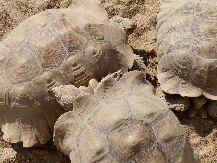 rest, turtle, sand, reptile, tortoise, animal, nature