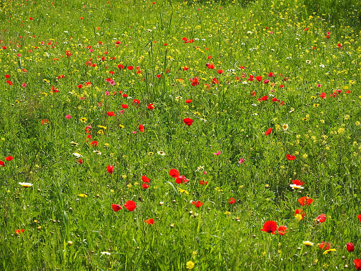 MAK łąka, kwiat maku, Poppy, czerwonym makiem, czerwony, kwiat, klatschmohn