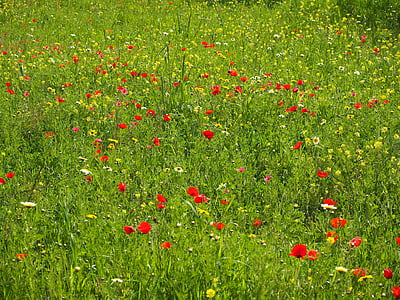 ポピーの草原, ケシの花, ポピー, 赤いケシ, 赤, 花, klatschmohn