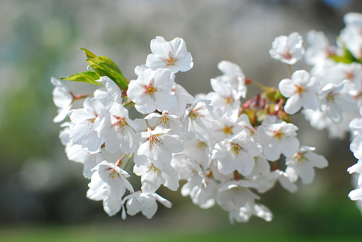 flowers, tree, spring, blossom, deciduous tree, branches, fruit