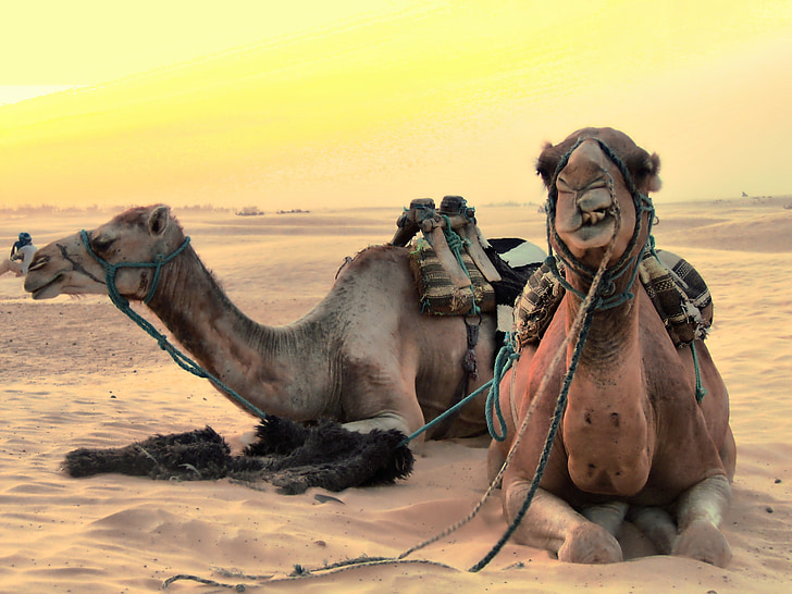 camelos, animais, deserto, África, Tunísia, feriados
