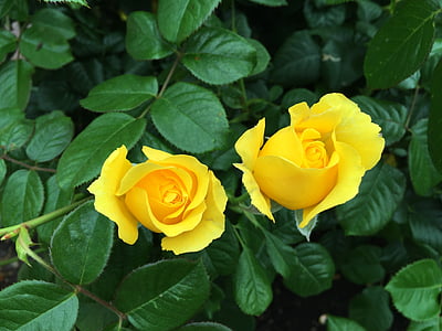 dzeltenas rozes, rožu krūms, Bušs, puķe, ziedēšanas