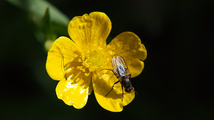fly, flower, bug, insect