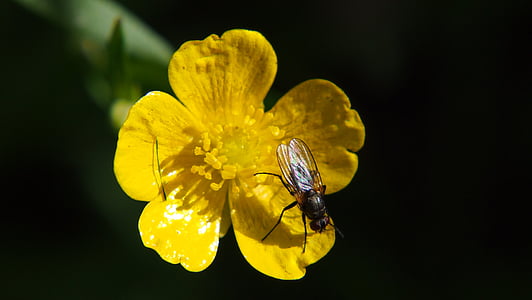 fly, blomst, feil, insekt