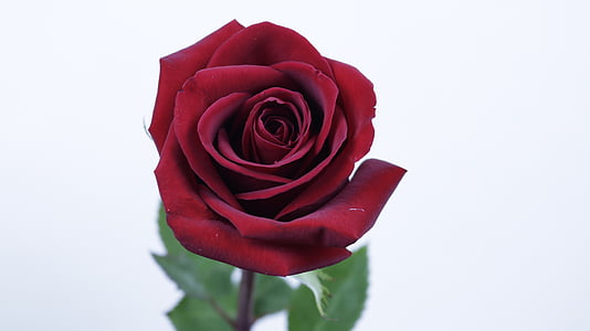 Rosa, flor, pètals, Rosa - flor, vermell, natura, pètal