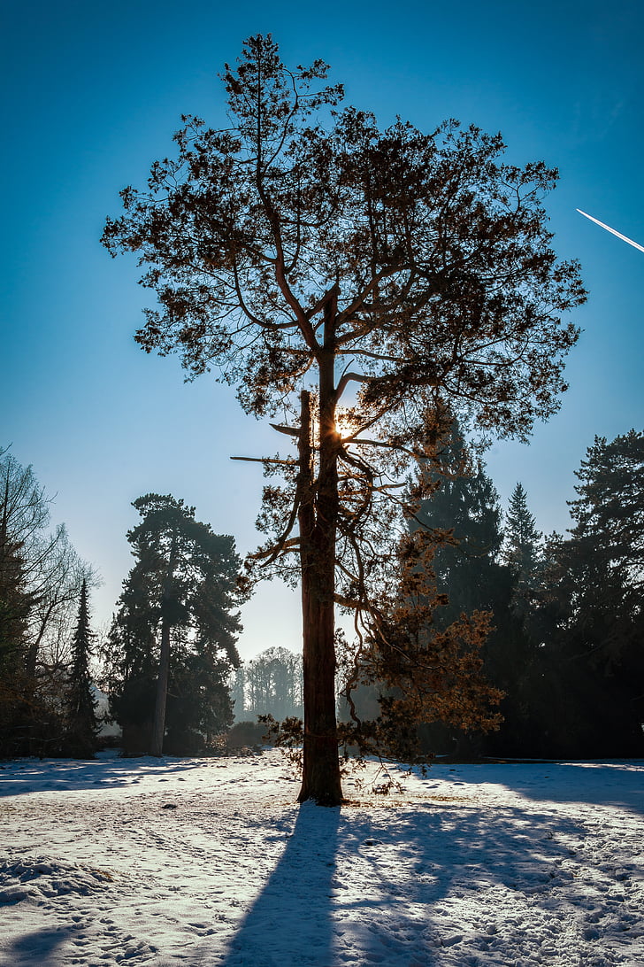 tree, park wörlitz, snow, sun, back light, landscape, landscape photography