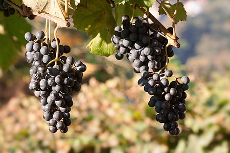 виноград, вино, виноград, синій, лист, фрукти, фрукти