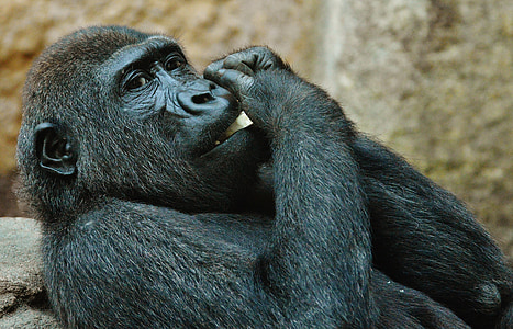 con khỉ, Gorilla, ăn, sở thú, động vật, động vật hoang dã, Tierpark hellabrunn