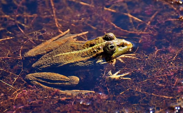 frosk, dammen, dyr, vann frosk, Frog pond, høy, padde
