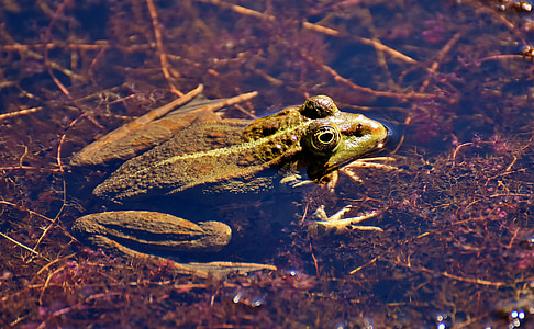 жаба, езерото, животните, водна жаба, жаба езерото, високо, крастава жаба