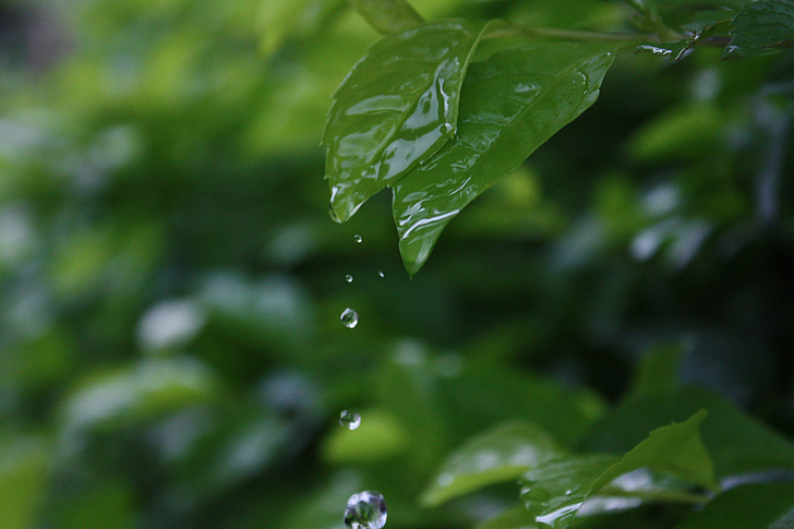 plant, water droplets, still life