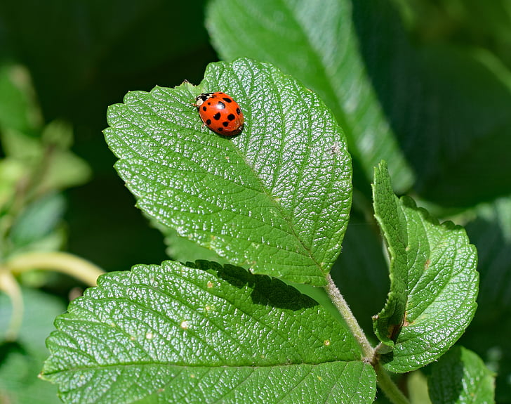 Ladybug, insectă, aripa extins, animale, pline de culoare roşie, negru, rugosa rose