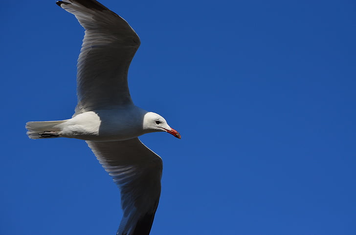 seagull, bird, fly, coast, water bird, flight, nature