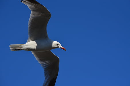 Seagull, vogel, vliegen, kust, water vogels, vlucht, natuur