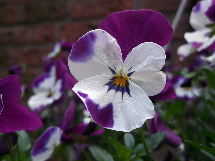 400 – 500, violeta, Violaceae, flor