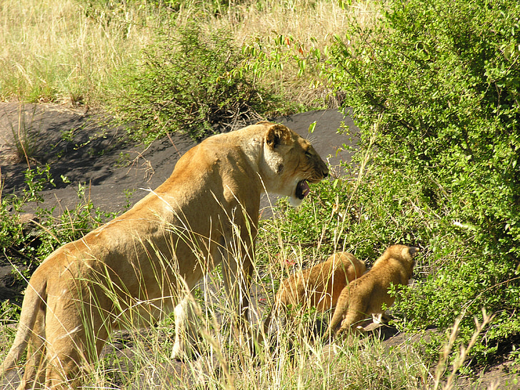 lev, narave, prosto živeče živali, Afrika, družina, Safari, Levinja