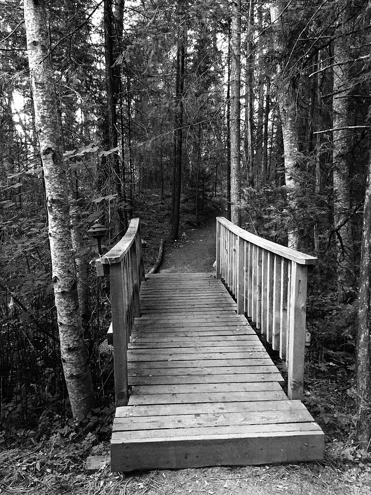 Bridge, trær, natur