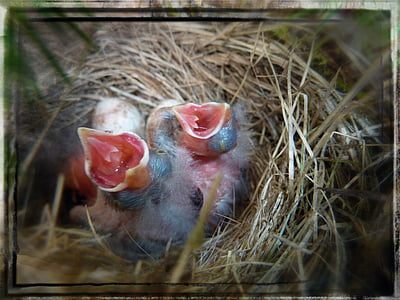 bird, nest, chicks, young, animals, nature