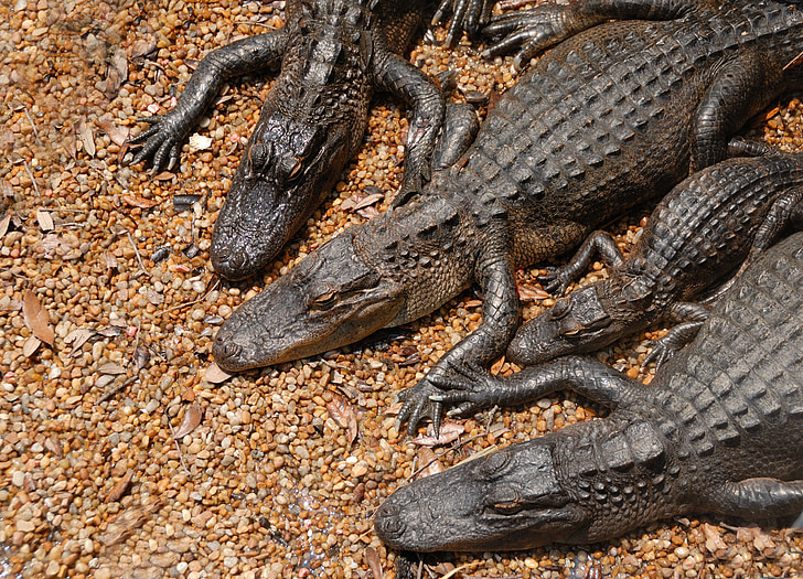 american aligatori, aligatori, pericol, reptilă, faunei sălbatice, natura, animale