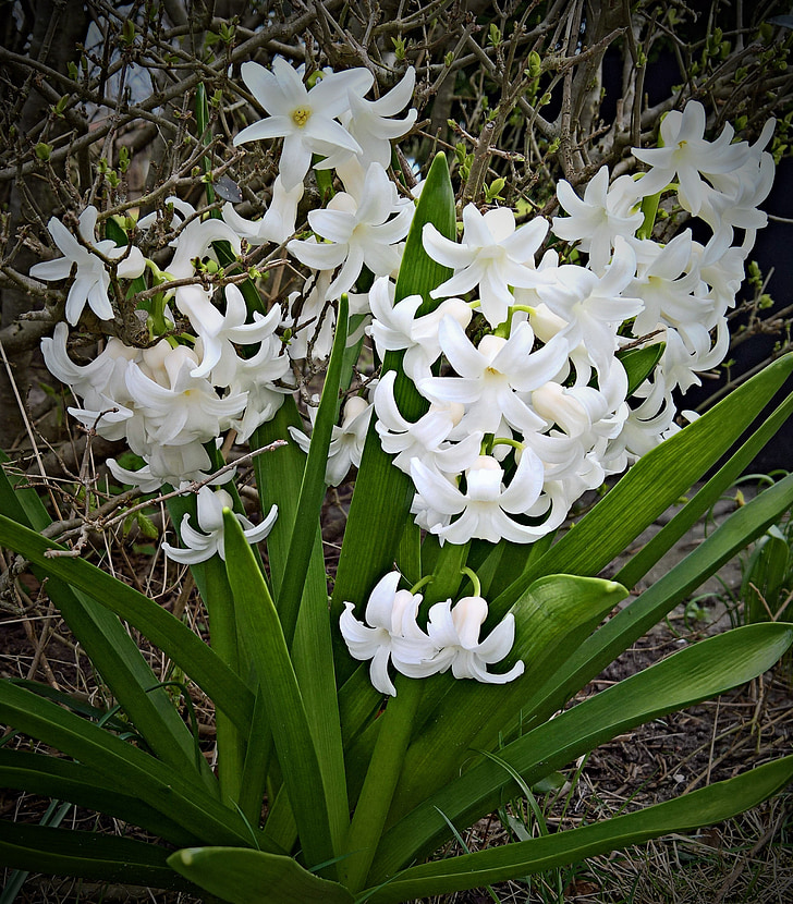 anlegget, Jacinto, blomst, hvite blomster, asparges anlegget, blomst pære, tidlig bloomer