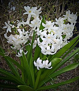 Anläggningen, hyacint, blomma, vita blommor, sparrisplanta, blomma lampa, tidig blunder