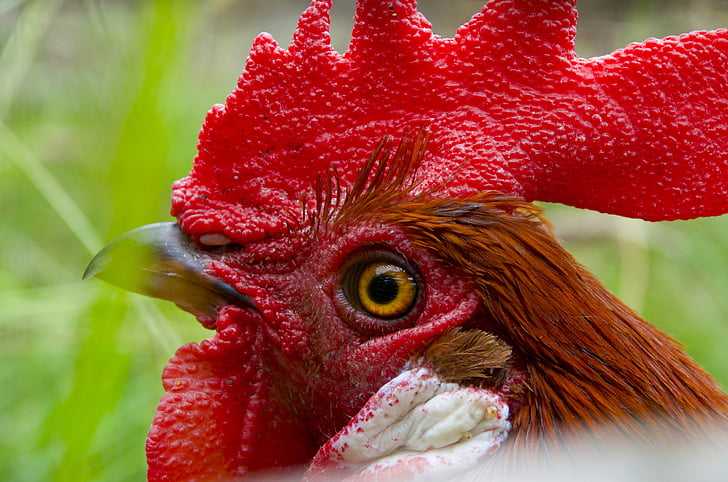 Hahn, Gockel, aves de corral, cresta de gallo, cresta roja, fotografía de vida silvestre, pollo nacional