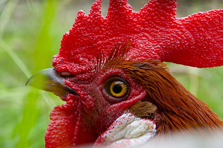 Hahn, Gockel, πουλερικά, cockscomb, κόκκινη ράχη, φωτογραφία άγριας φύσης, εσωτερικού κοτόπουλου