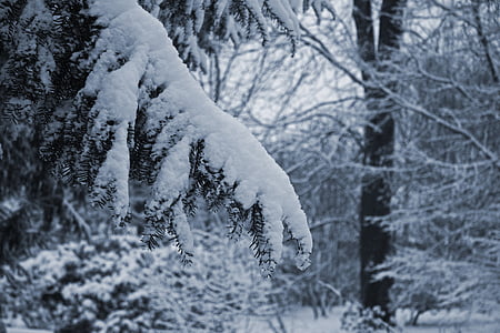 sneeuw, tak, Taxus, winter, bos, koude, rouw