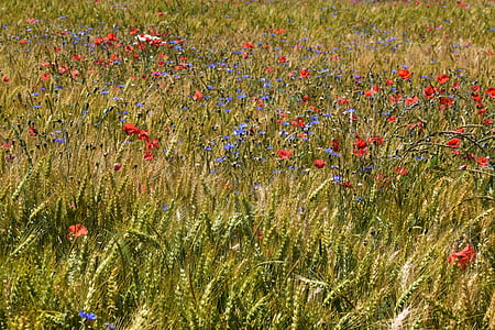 field, flowers, poppies, summer