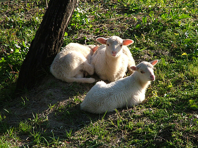 羊, 自然, 動物, ファーム, かわいい, 草, 農業