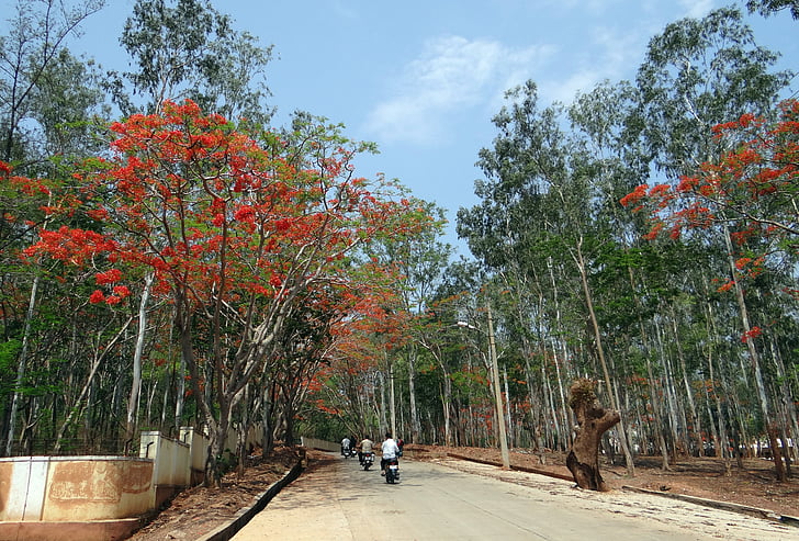 Eucalyptus stromy, Avenue, Delonix regia, gulmohor, stromy, Dharwad, Indie