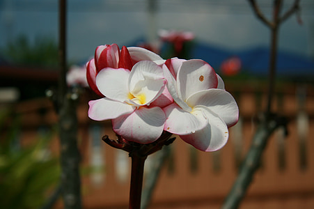 fleur de frangipanier, fleurs, plus d’informations, fragrapanti