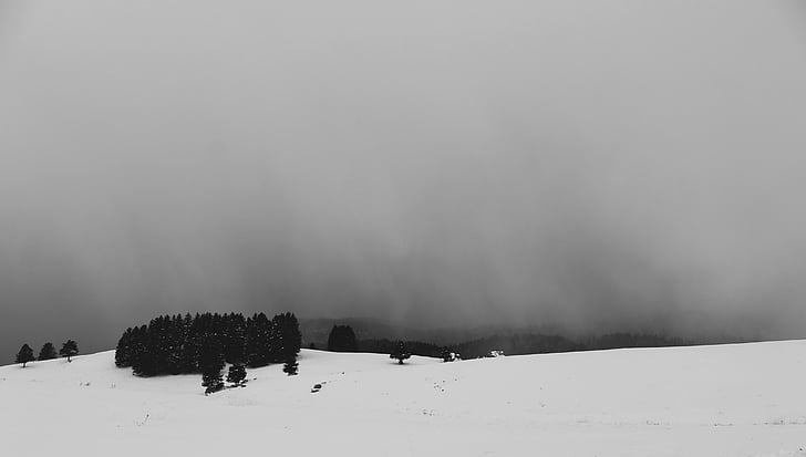 white, snow, tree, photo, cloud, overcast, winter