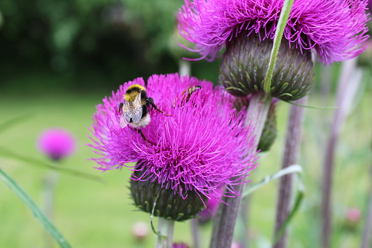 μέλισσα, flerbladet γαϊδουράγκαθο, γαϊδουράγκαθο, φύση, λουλούδι, φυτό, μωβ