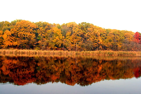 musim gugur, Danau, hutan, refleksi, kuning, pemandangan, daun
