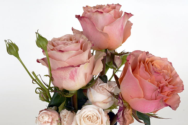 Roses, salmó, flor rosa, flor, romàntic, l'amor, fragància