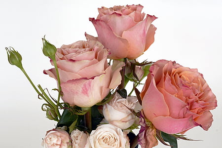 Rose, salmone, fiori di rosa, fiore, romantica, amore, fragranza