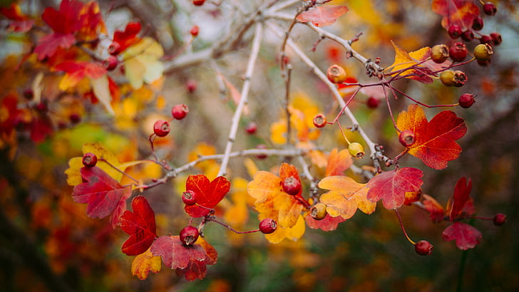 red, yellow, leaf, tree, close, photo, nature