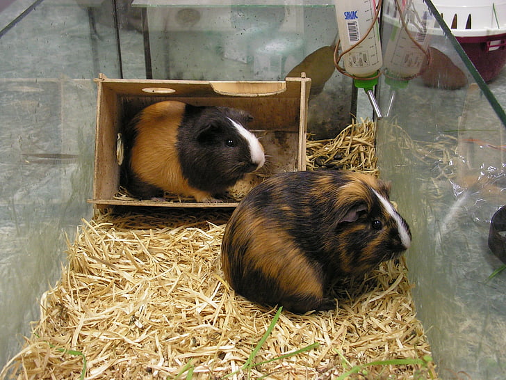 guinea pigs, guinea-pig, two, female, male, tricolour, aquarium